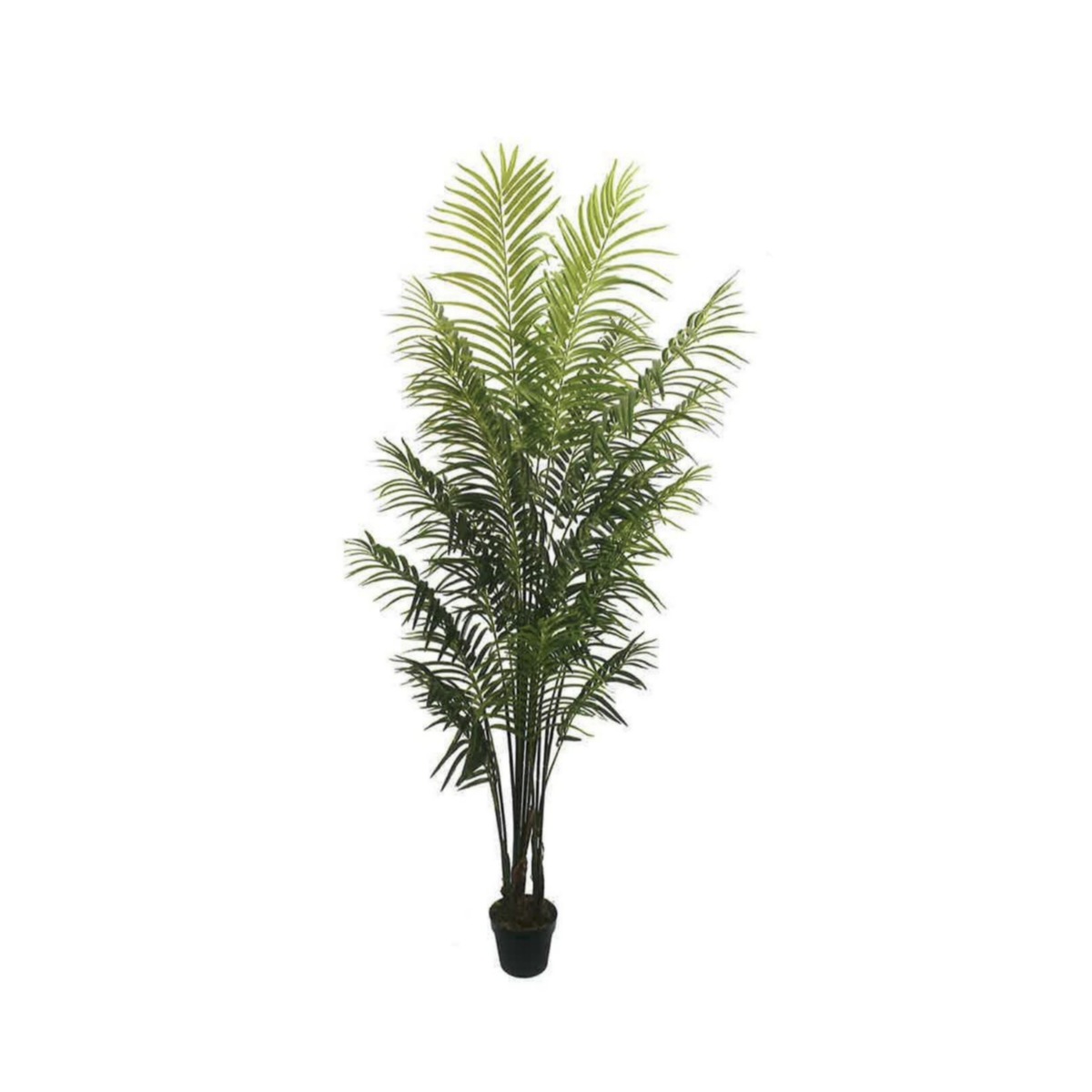 Artificial Areca Palm 200cm | JWS3440