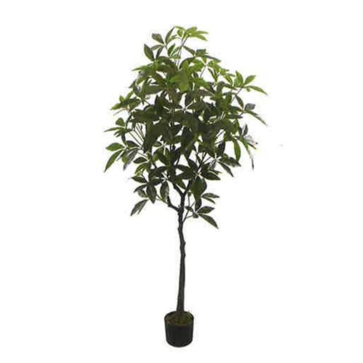 Artificial Money Tree 170cm | JWS3761