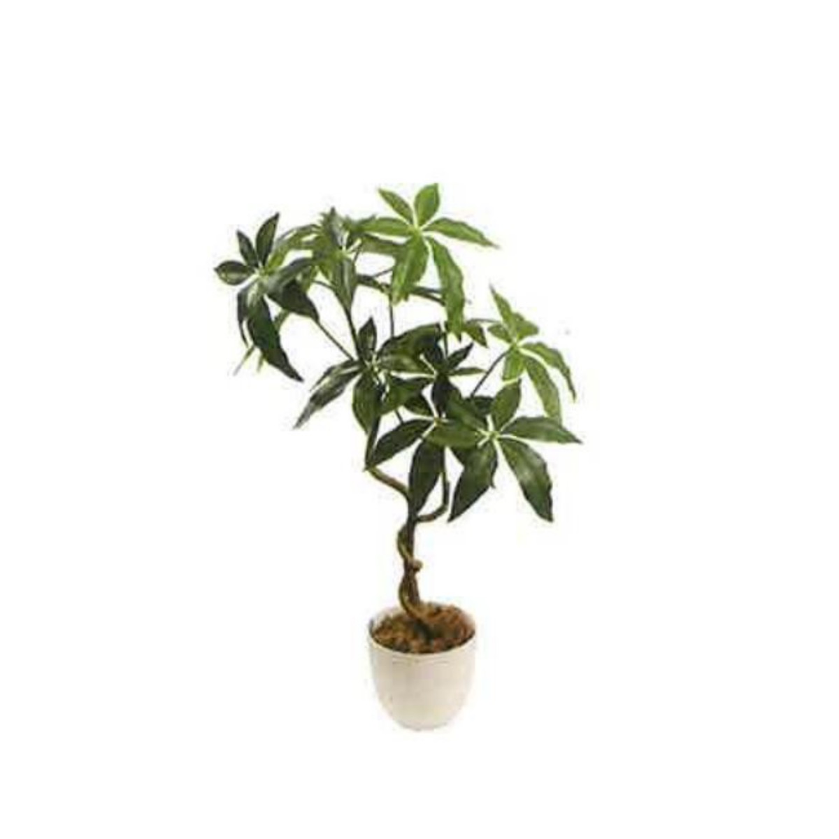 Artificial Money Tree 55cm | JWS3762